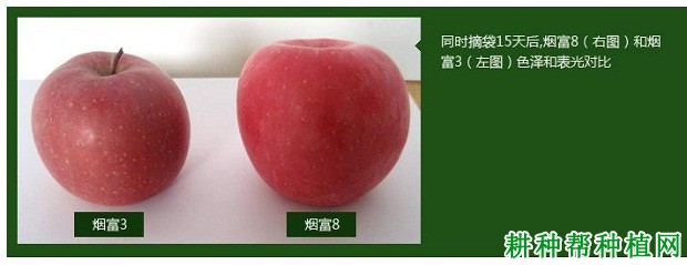 烟富8苹果品种好不好? 烟富8苹果品种好不好?
