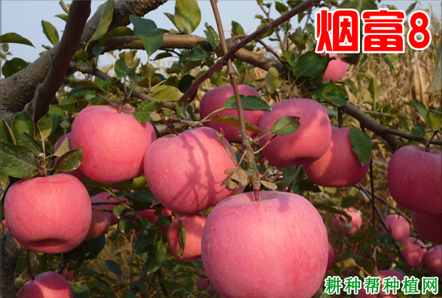 烟富8苹果品种好不好? 烟富8苹果品种好不好?