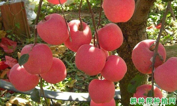 烟富8苹果品种好不好? 烟富8苹果品种好不好?