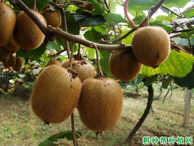 丰硕猕猴桃品种好不好? 丰硕猕猴桃品种好不好?