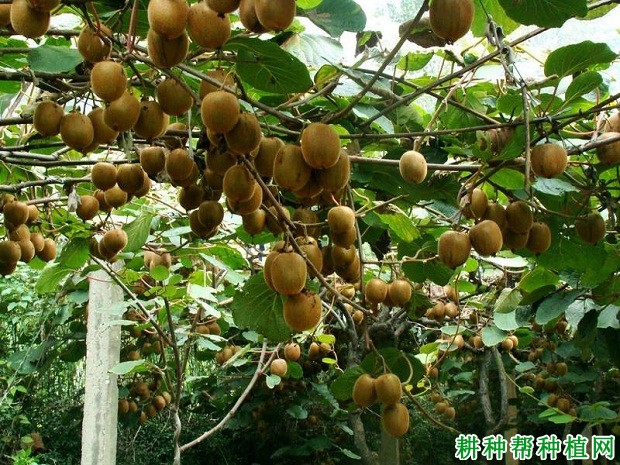 丰硕猕猴桃品种好不好? 丰硕猕猴桃品种好不好?