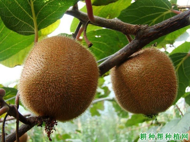 丰硕猕猴桃品种好不好? 丰硕猕猴桃品种好不好?