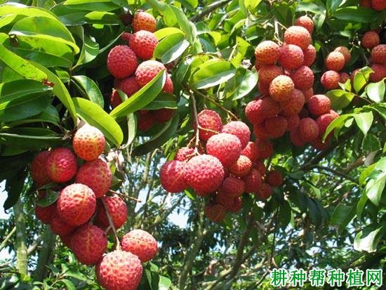 凤山红灯笼荔枝品种好不好? 凤山红灯笼荔枝品种好不好?