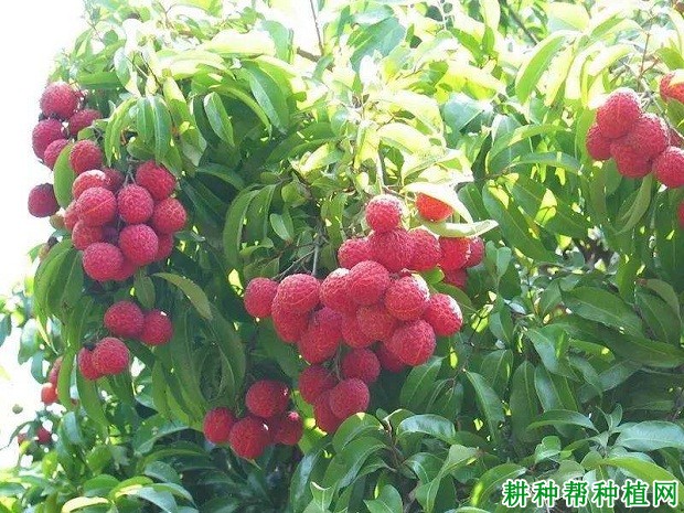 凤山红灯笼荔枝品种好不好? 凤山红灯笼荔枝品种好不好?