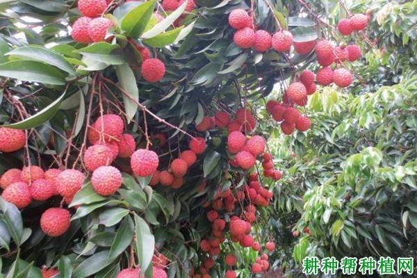 凤山红灯笼荔枝品种好不好? 凤山红灯笼荔枝品种好不好?