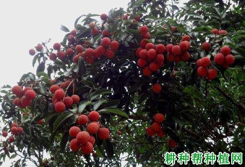 荷花大红荔品种好不好? 荷花大红荔品种好不好?