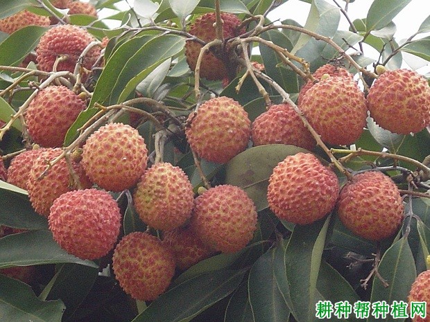 荷花大红荔品种好不好? 荷花大红荔品种好不好?