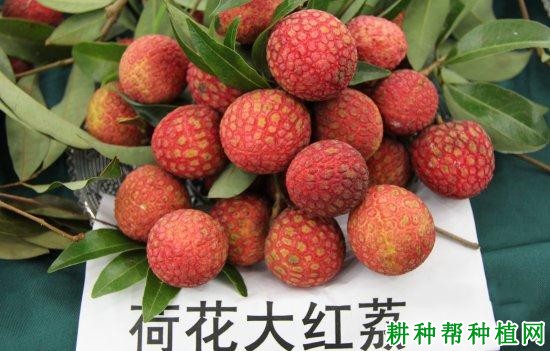 荷花大红荔品种好不好? 荷花大红荔品种好不好?