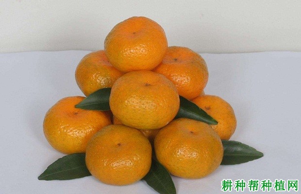 柳城蜜橘品种好不好? 柳城蜜橘品种好不好?