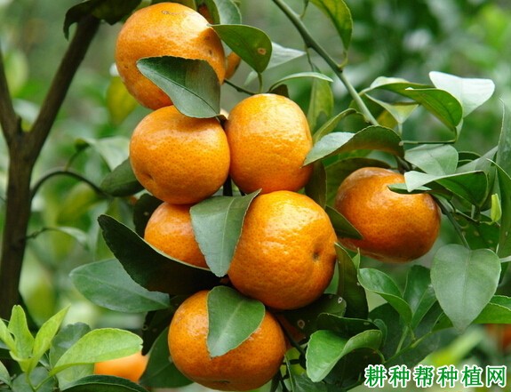 柳城蜜橘品种好不好? 柳城蜜橘品种好不好?