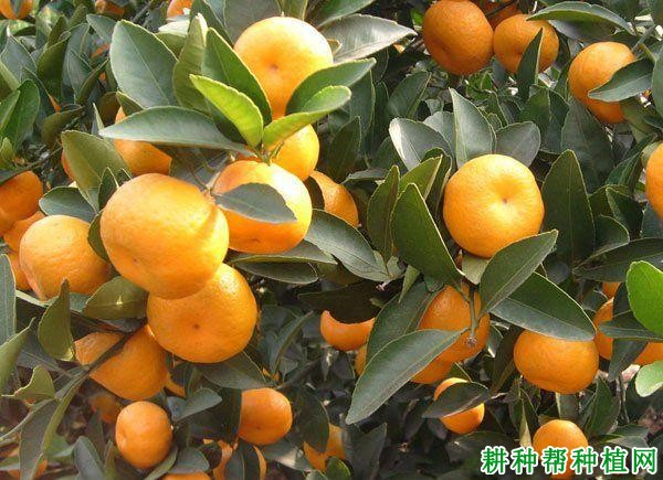 柳城蜜橘品种好不好? 柳城蜜橘品种好不好?
