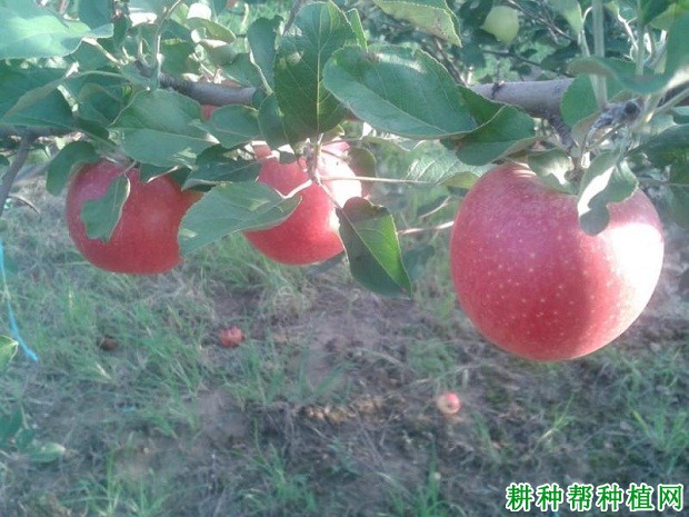 夏红苹果品种好不好? 夏红苹果品种好不好?