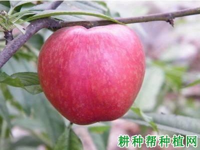 夏红苹果品种好不好? 夏红苹果品种好不好?
