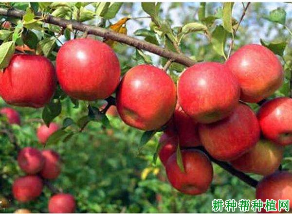 夏红苹果品种好不好? 夏红苹果品种好不好?
