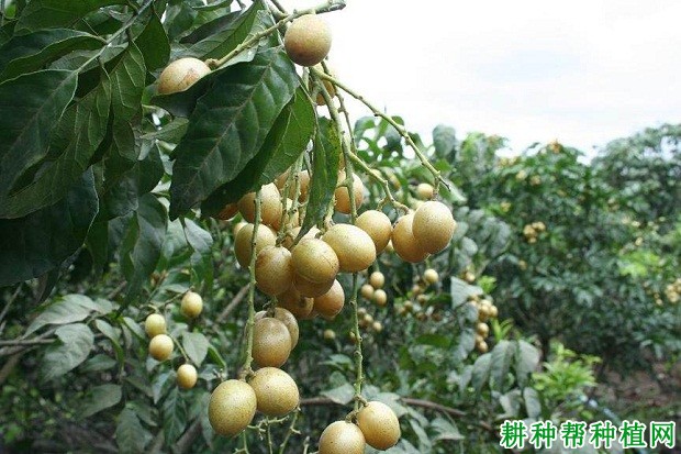 早丰黄皮品种好不好? 早丰黄皮品种好不好?