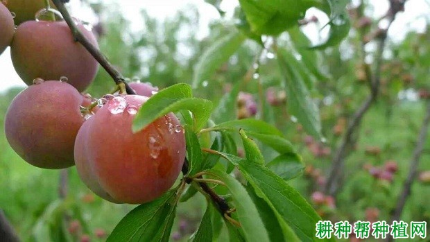 茵红李品种好不好? 茵红李品种好不好?