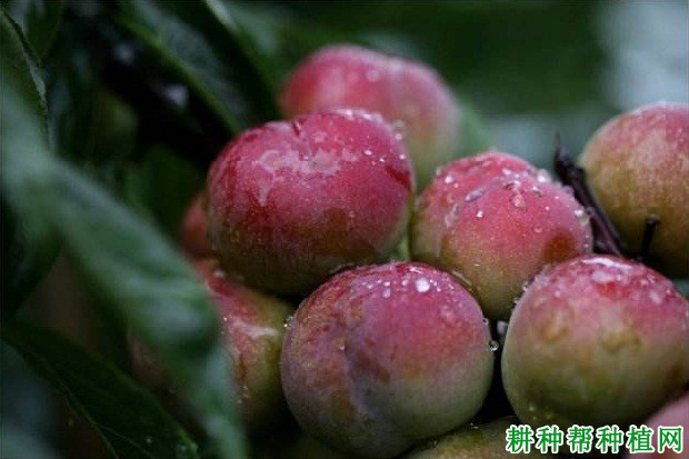 茵红李品种好不好? 茵红李品种好不好?