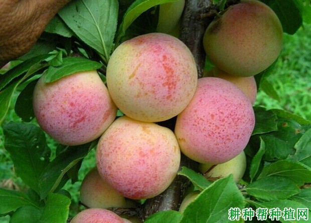 茵红李品种好不好? 茵红李品种好不好?