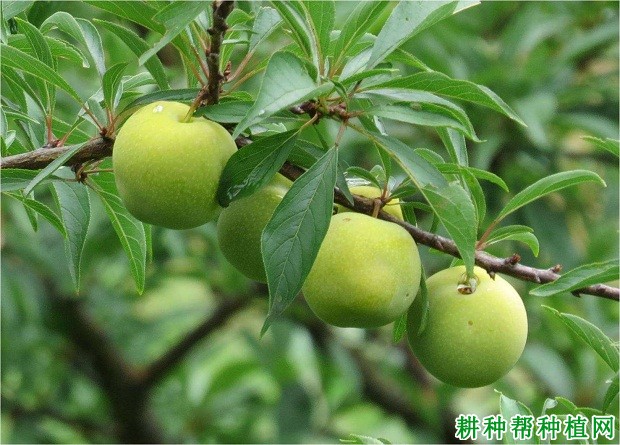 蜂糖李品种好不好? 蜂糖李品种好不好?