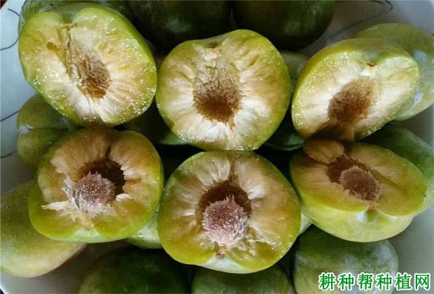 蜂糖李品种好不好? 蜂糖李品种好不好?