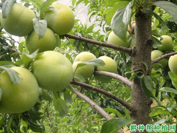 蜂糖李品种好不好? 蜂糖李品种好不好?