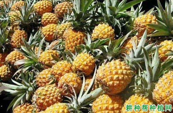 粤引澳卡菠萝品种好不好? 粤引澳卡菠萝品种好不好?