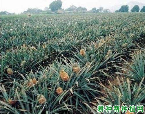 粤引澳卡菠萝品种好不好? 粤引澳卡菠萝品种好不好?