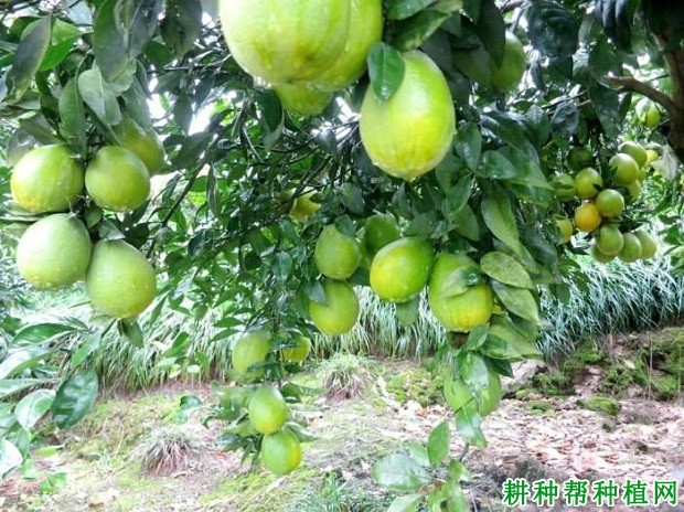 眉红脐橙品种好不好? 眉红脐橙品种好不好?