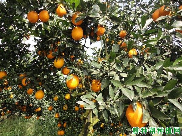 眉红脐橙品种好不好? 眉红脐橙品种好不好?