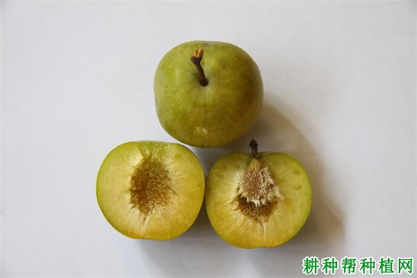 脆蜜李品种好不好? 脆蜜李品种好不好?