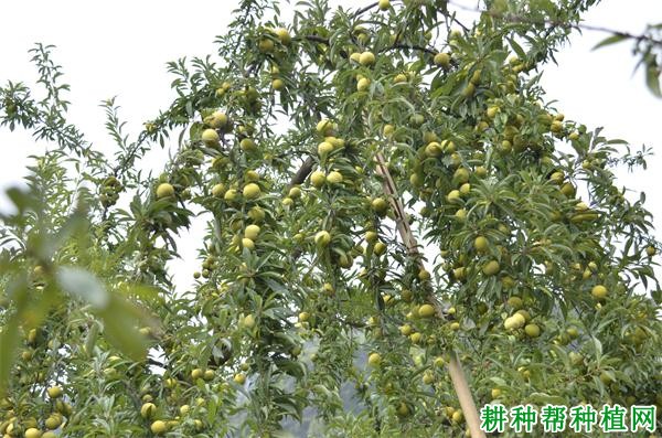 脆蜜李品种好不好? 脆蜜李品种好不好?