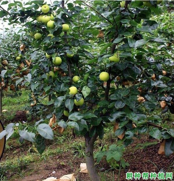 苏翠1号梨树品种好不好? 苏翠1号梨树品种好不好?