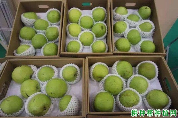 苏翠1号梨树品种好不好? 苏翠1号梨树品种好不好?