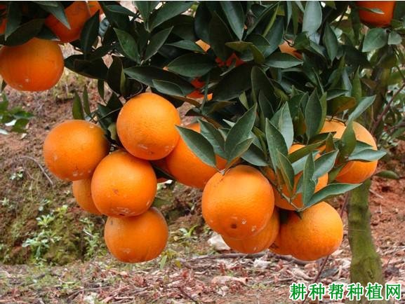 黔橙3号品种好不好? 黔橙3号品种好不好?