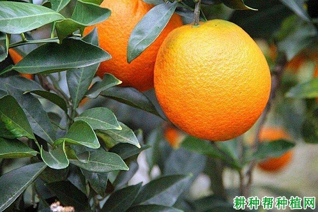 黔橙3号品种好不好? 黔橙3号品种好不好?