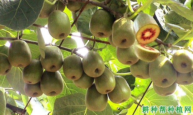 源红猕猴桃品种好不好? 源红猕猴桃品种好不好?