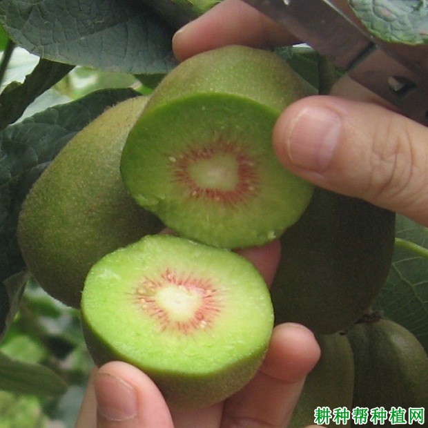 源红猕猴桃品种好不好? 源红猕猴桃品种好不好?