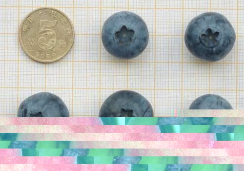 密斯黛蓝莓品种好不好？