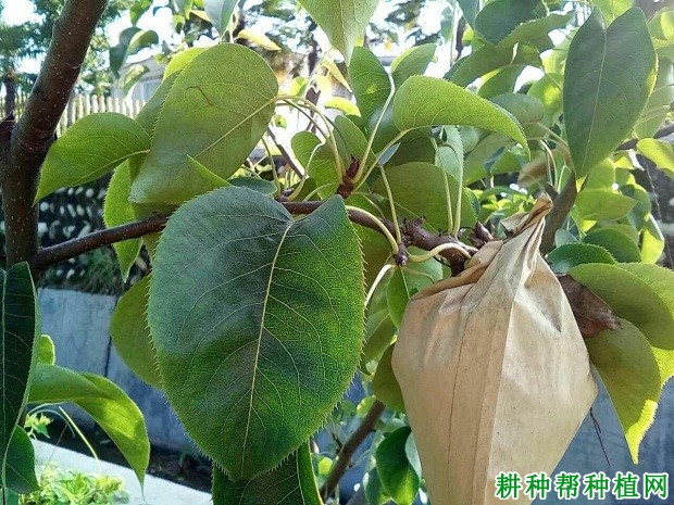 桂香梨品种好不好? 桂香梨品种好不好?