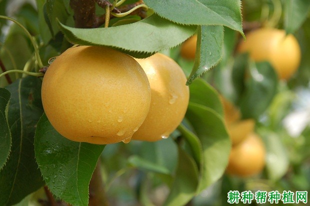 桂香梨品种好不好? 桂香梨品种好不好?