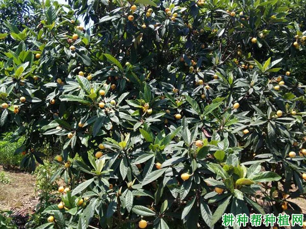 金华1号枇杷品种好不好? 金华1号枇杷品种好不好?