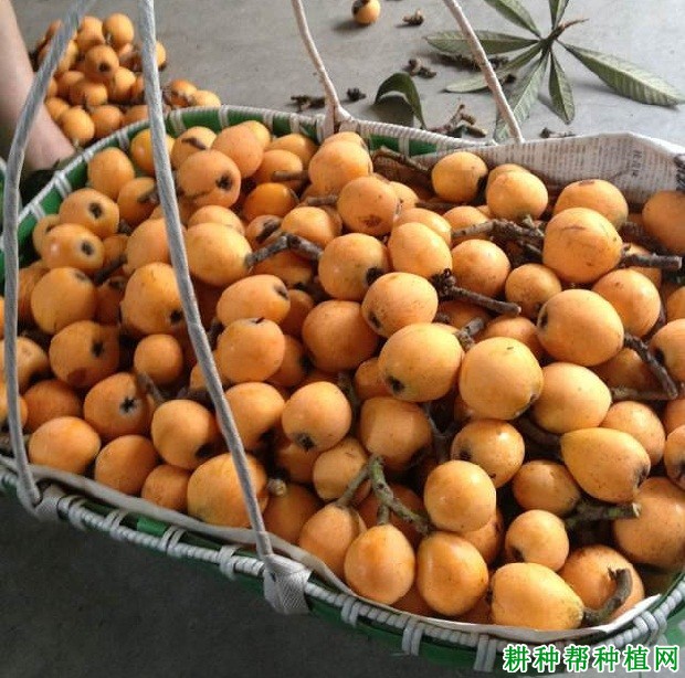 金华1号枇杷品种好不好? 金华1号枇杷品种好不好?