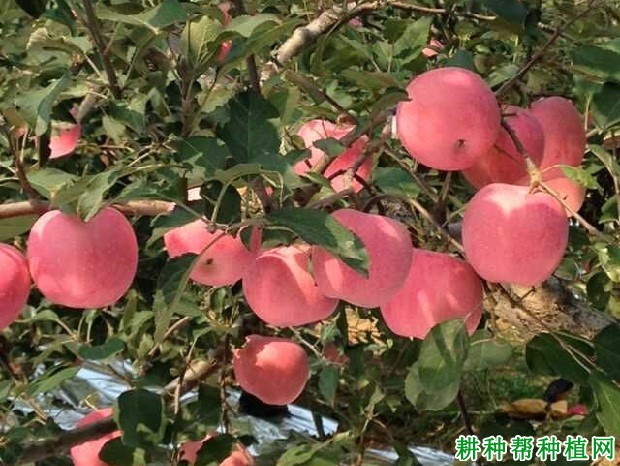 首富3号苹果品种好不好? 首富3号苹果品种好不好?