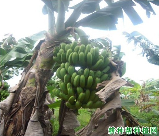 抗枯5号香蕉品种好不好? 抗枯5号香蕉品种好不好?