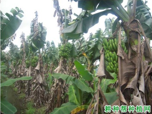 抗枯5号香蕉品种好不好? 抗枯5号香蕉品种好不好?