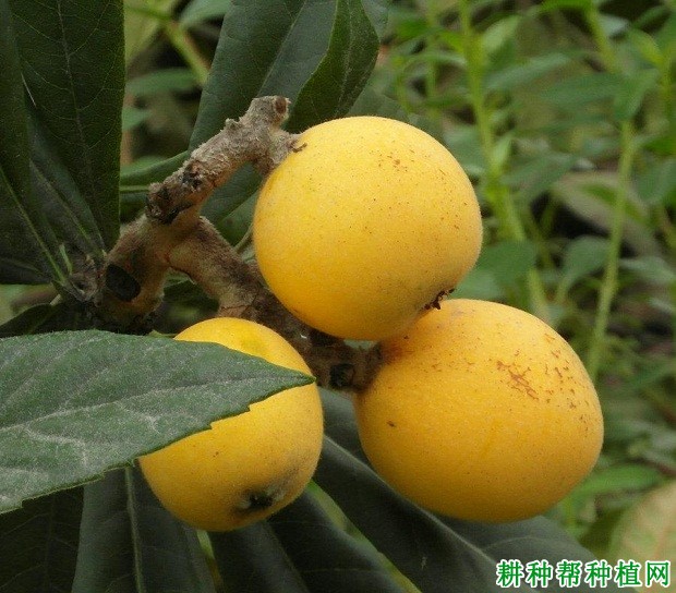 新白1号枇杷品种好不好? 新白1号枇杷品种好不好?