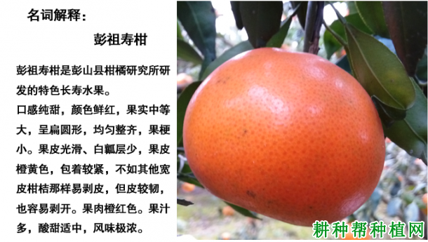 彭祖寿柑品种好不好? 彭祖寿柑品种好不好?