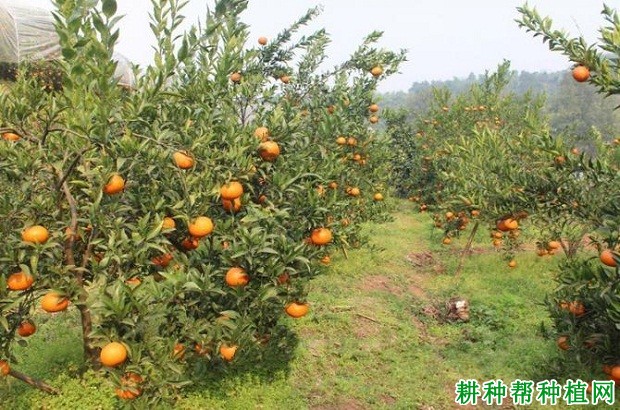 彭祖寿柑品种好不好? 彭祖寿柑品种好不好?