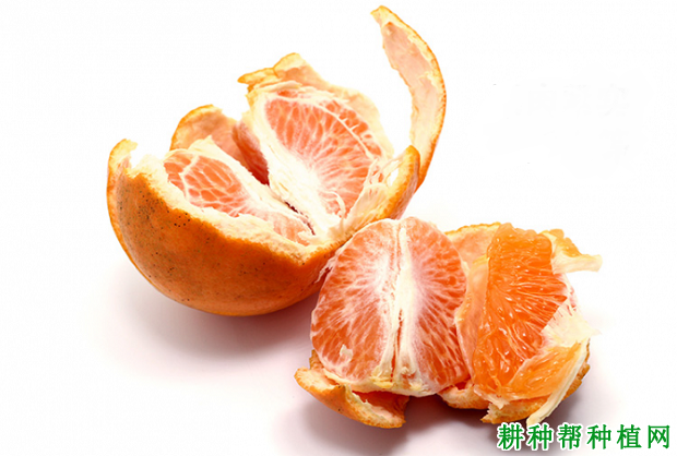 彭祖寿柑品种好不好? 彭祖寿柑品种好不好?