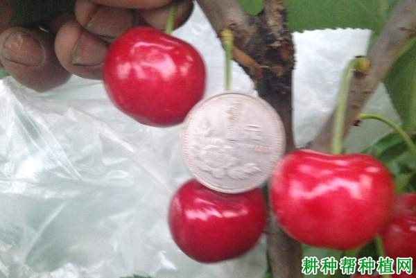 早甘阳樱桃品种好不好? 早甘阳樱桃品种好不好?